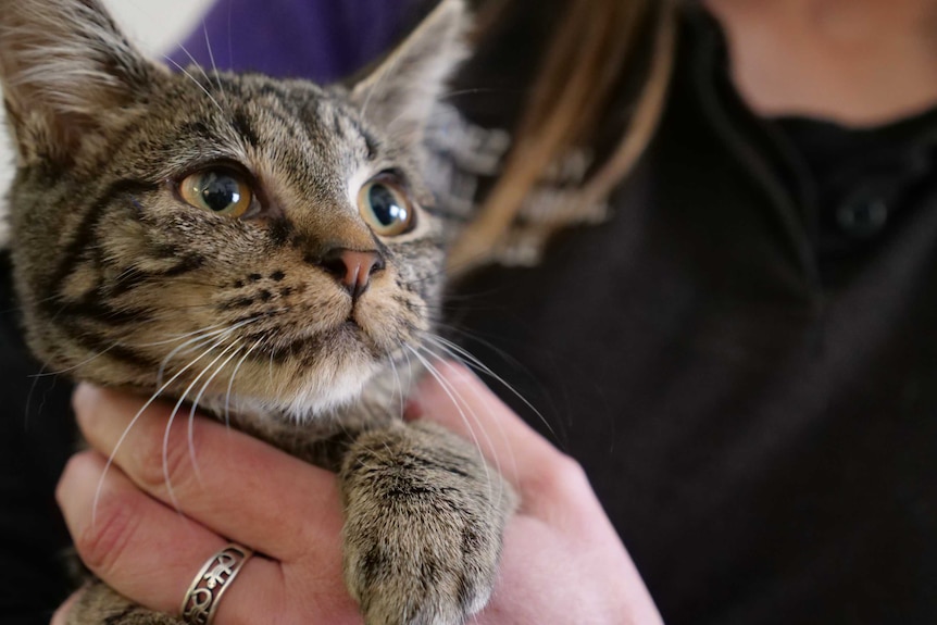 close up shot of brown cat being held by woman