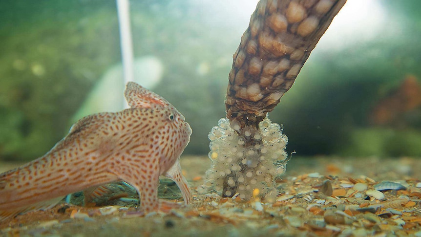 Handfish guard their egg mass