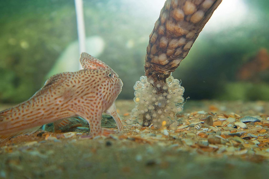 Handfish guard their egg mass