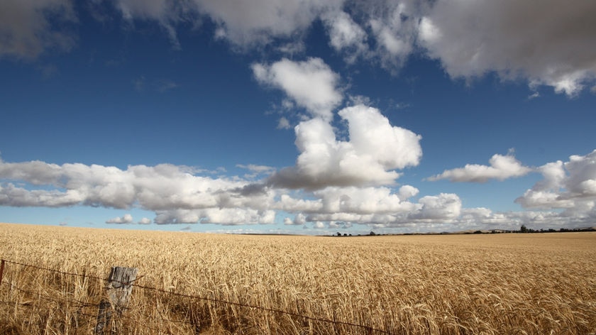A photo of a wheat crop.