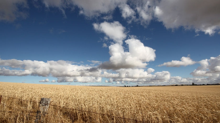 Slow maturing wheat varieties are showing boosts in yield