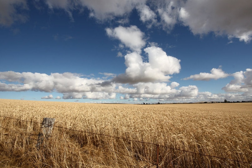 A photo of a wheat crop.