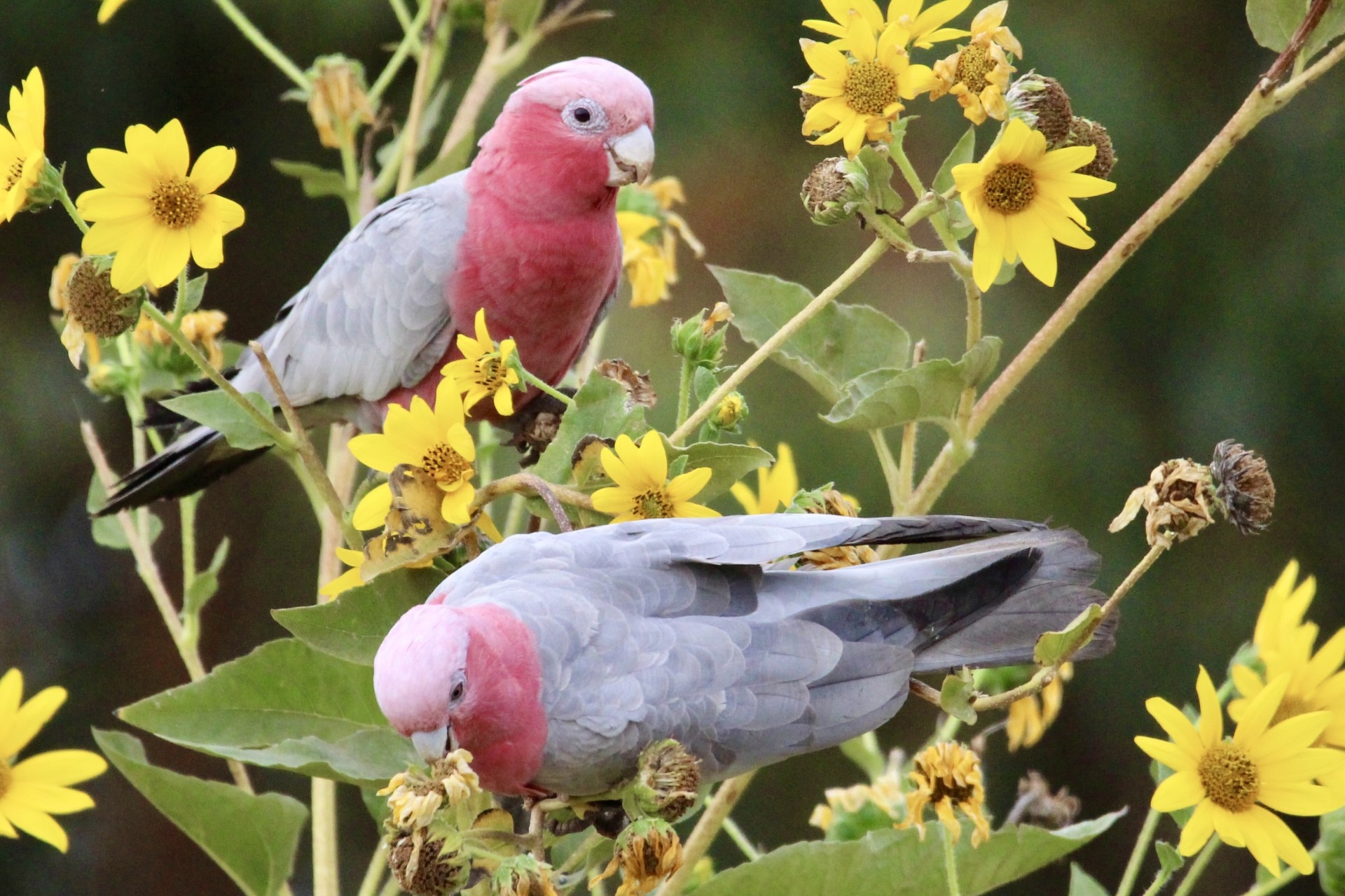 Testing underway after mass bird death in country WA