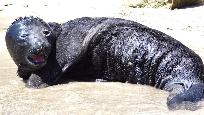 Elephant seal pup