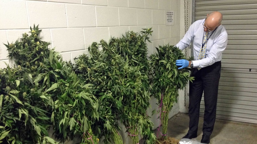 Tasmanian detective Kim Stevens with cannabis plants