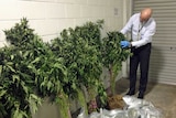 Tasmanian detective Kim Stevens with cannabis plants