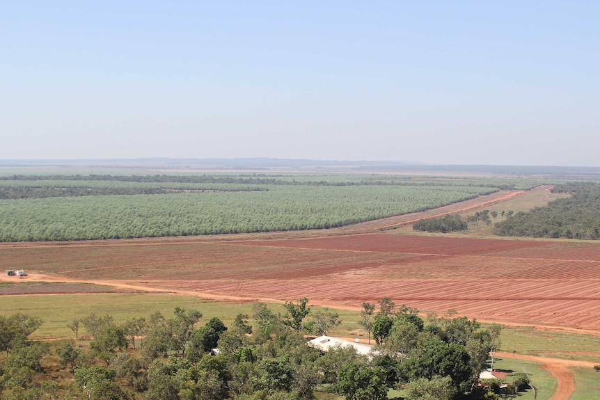 a view over a forestry plantation