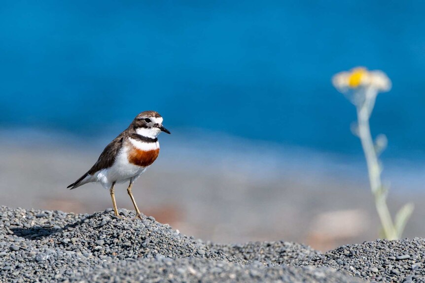 A small white, grey and reddish-brown bird standing on gravelly ground