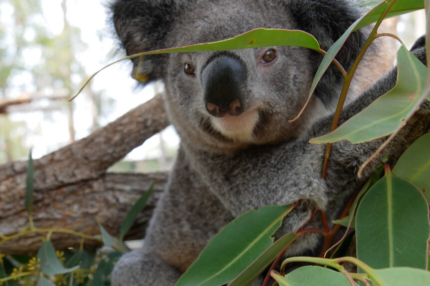 A koala clings on to a stout-looking tree.