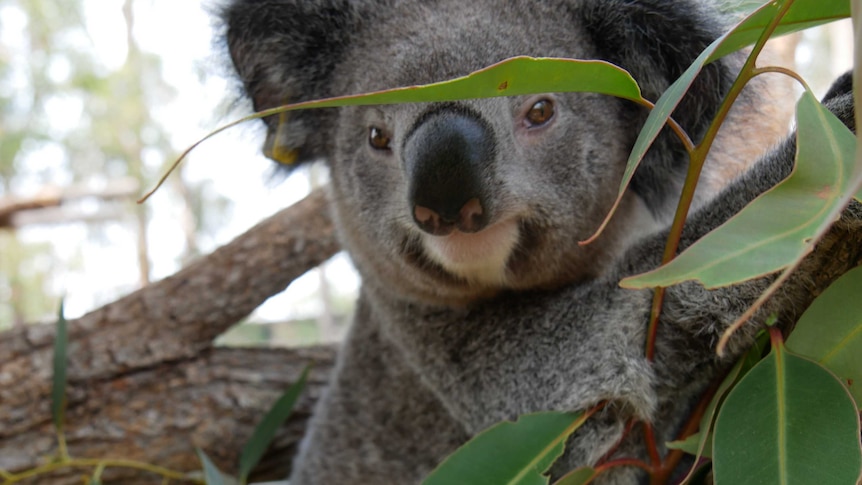 A koala up a tree