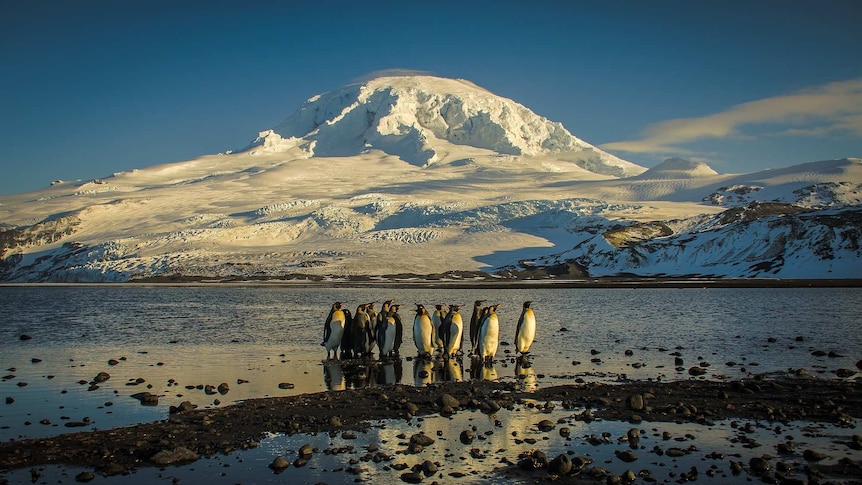 Penguins on a pebbly beach at Heard and McDonald Islands