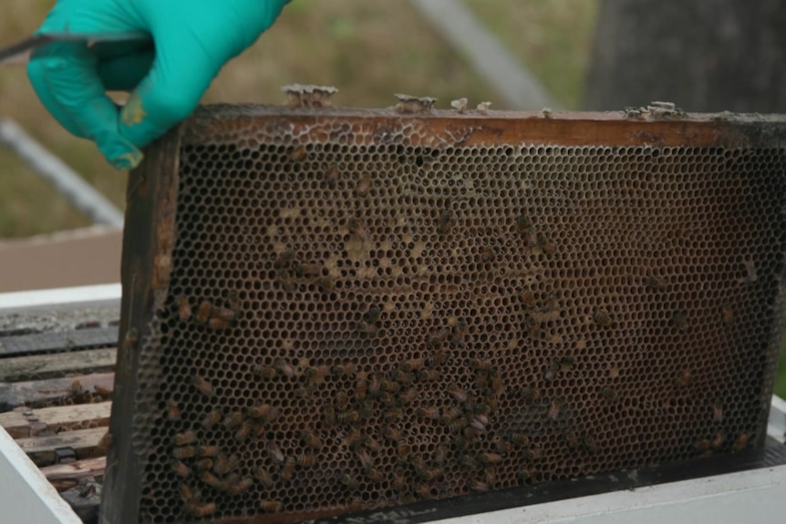 A burnt rack with dead bees on it being pulled from a hive.