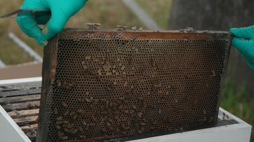 A burnt rack with dead bees on it being pulled from a hive.