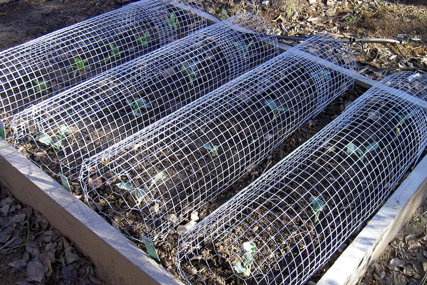 Wire rolls covering plants