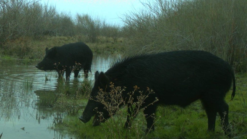 Two feral pigs standing in a water swamp surrounded by grass.