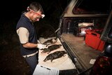 Platypus ecologist Joshua Griffiths examines animals drowned in opera house yabby nets