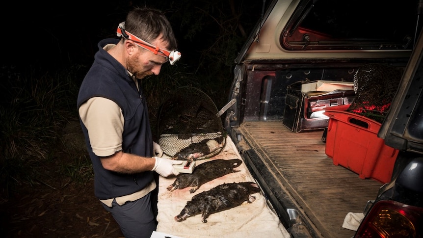 Platypus ecologist Joshua Griffiths examines animals drowned in opera house yabby nets