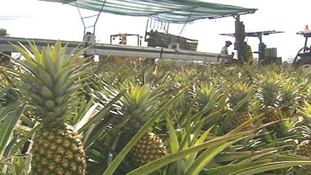 Pineapple growers are concerned Malaysian imports could introduce disease