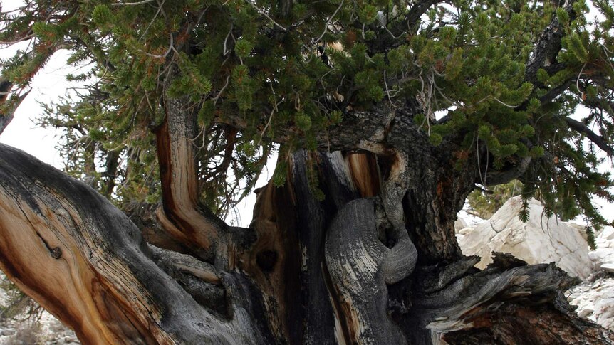 Bristlecone Pine trees can live to be almost 5,000 years old.