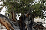 Bristlecone Pine trees can live to be almost 5,000 years old.