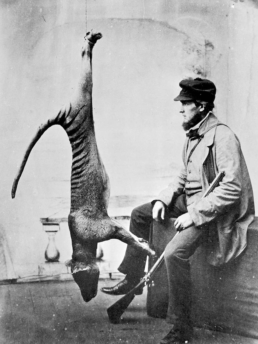 A black and white photo of a hunter posing with a dead thylacine