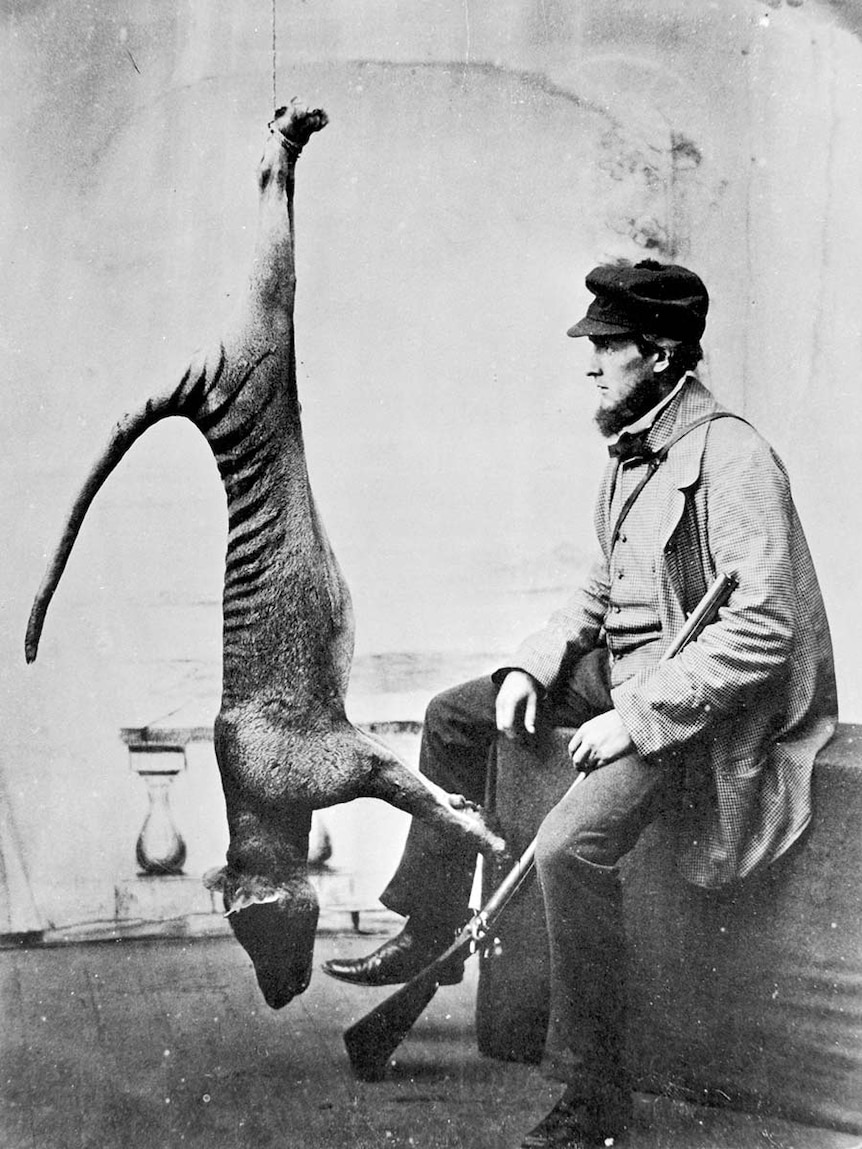 A black and white photo of a hunter posing with a dead thylacine