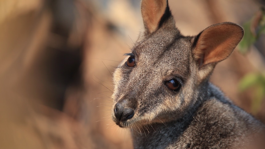 A close up of a brown coloured rock wallaby.