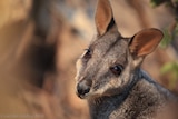 A close up of a brown coloured rock wallaby.