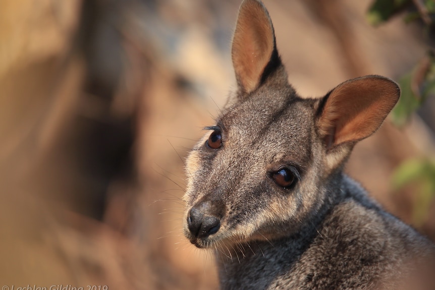 A close up of a brown coloured rock wallaby.