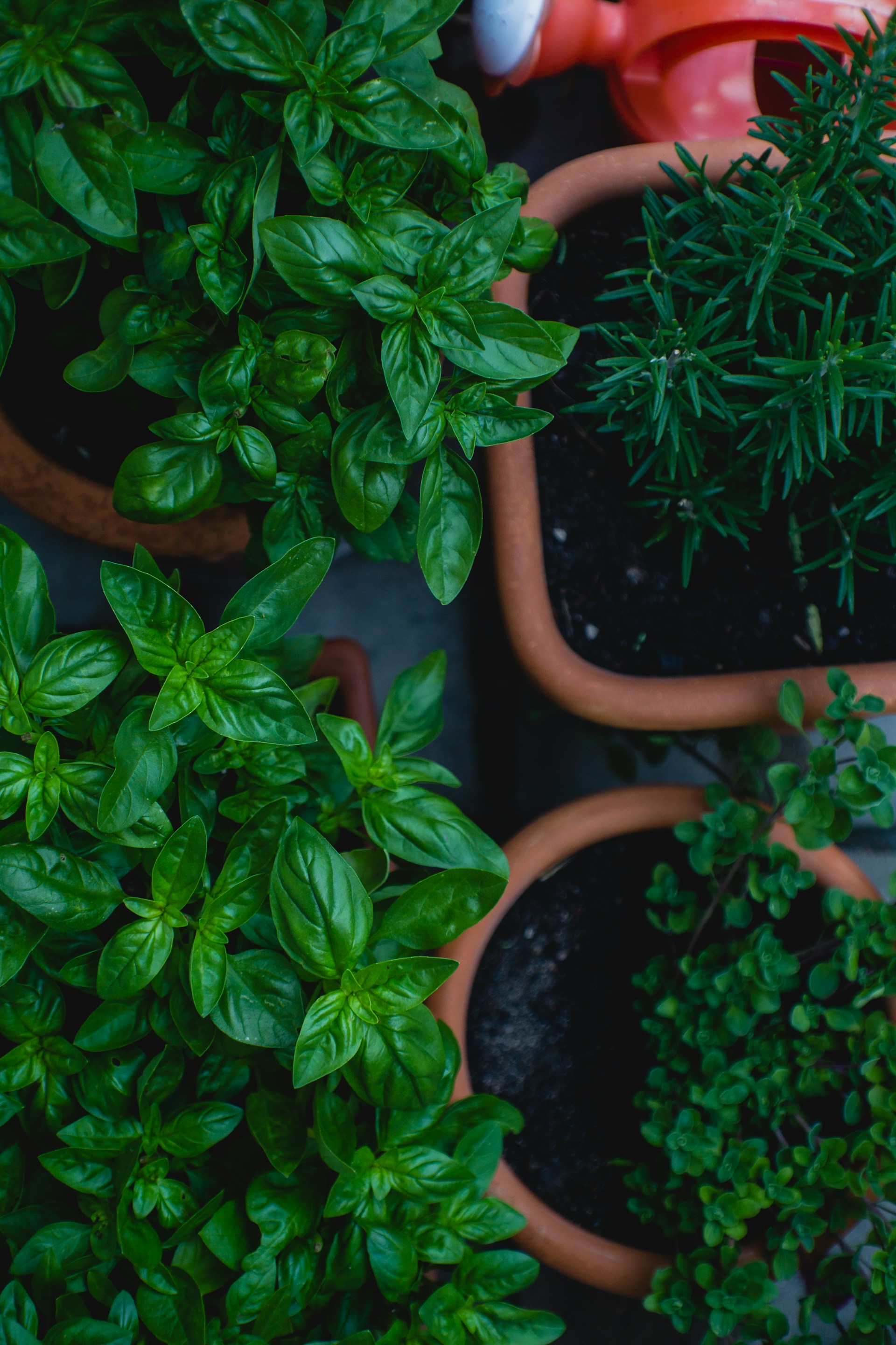 Herbs like basil growing in pots outside.