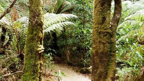 Walking trail near Tahune Airwalk, southern Tasmania.