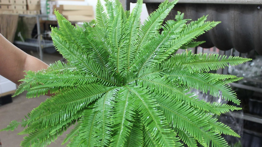 An umbrella fern