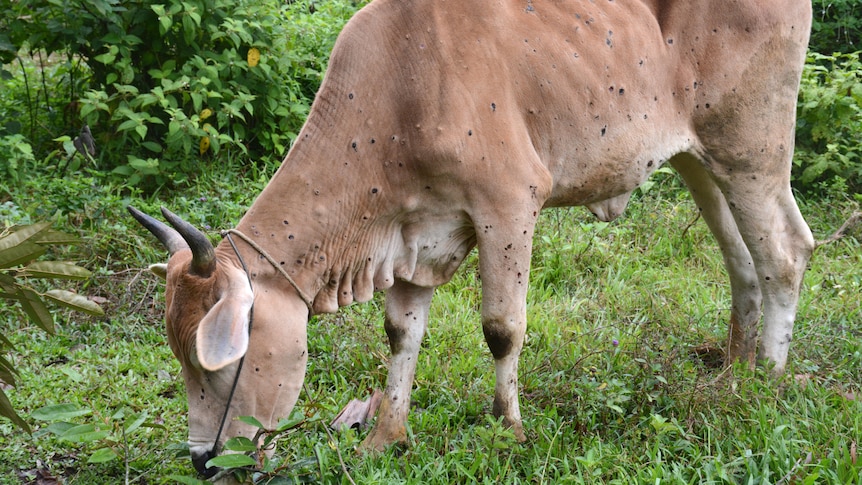 a cow with lesions all over its skin.