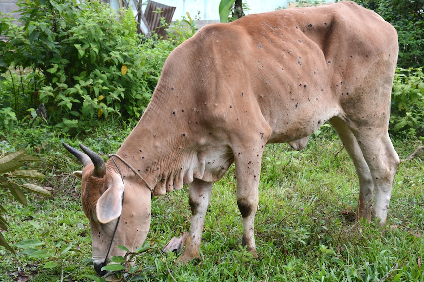 a cow with lesions all over its skin.