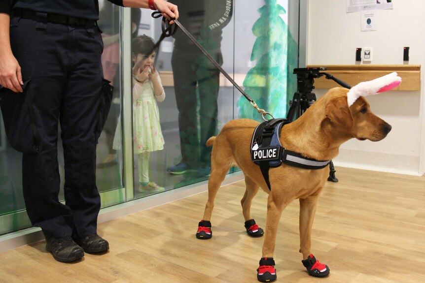 AFP dogs at the Canberra Hospital for Easter.