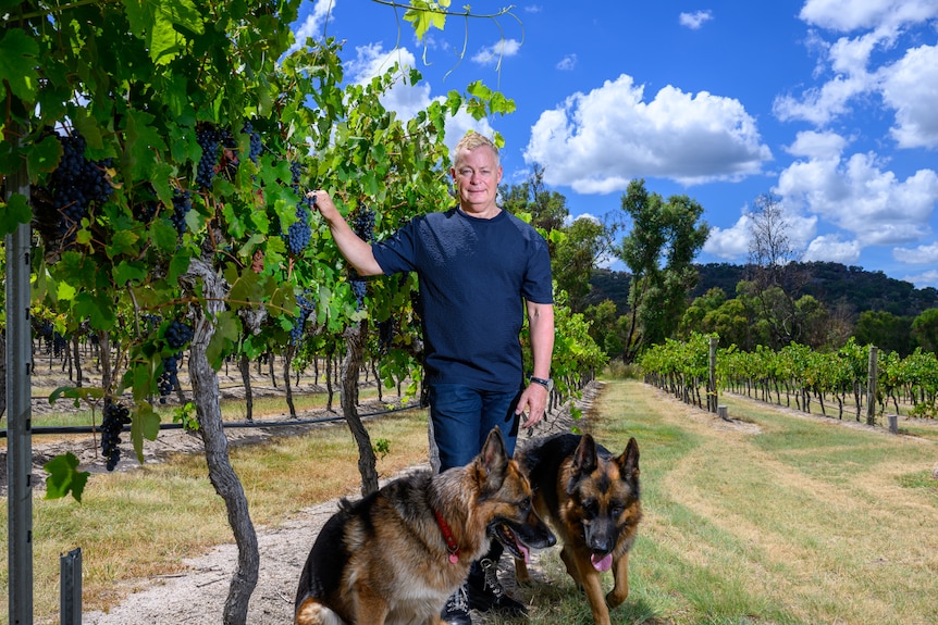 A man in a blue shirt with two german shephard dogs stands smiling in a vineyard.