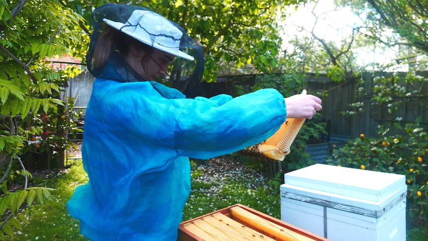 A young woman wearing protective beekeeping gear, holds up a comb from a row of hives.