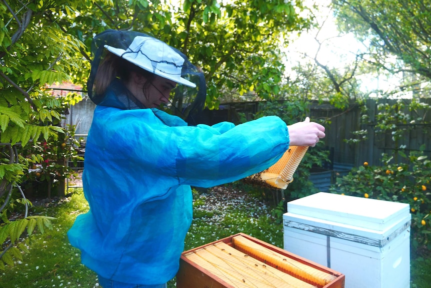 A young woman wearing protective beekeeping gear, holds up a comb from a row of hives.