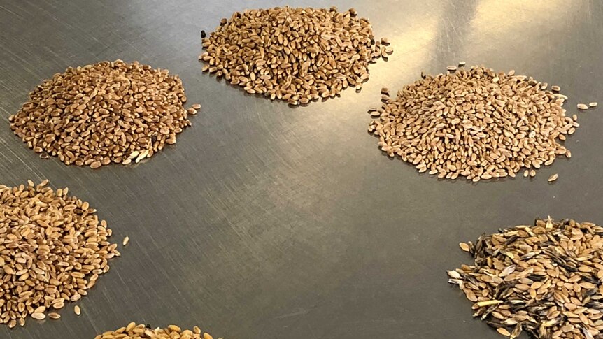 Seven different types of grains are separated in a circle on a bench