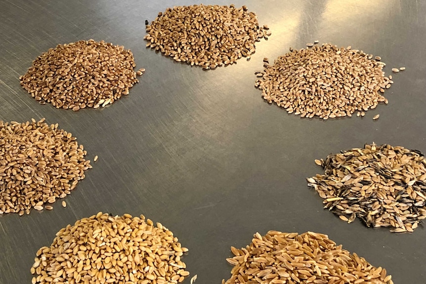 Seven different types of grains are separated in a circle on a bench