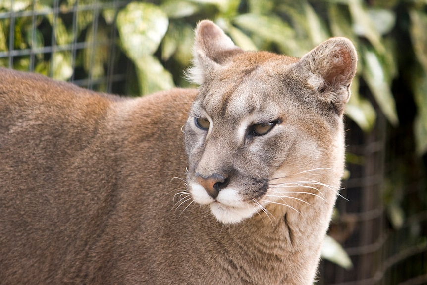 A puma looks backwards outside near some plants and a fence.