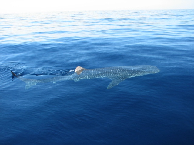 A whale shark off the coast of Townsville.