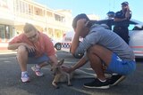 A kangaroo being cared for after being hit by a car on Quay Street
