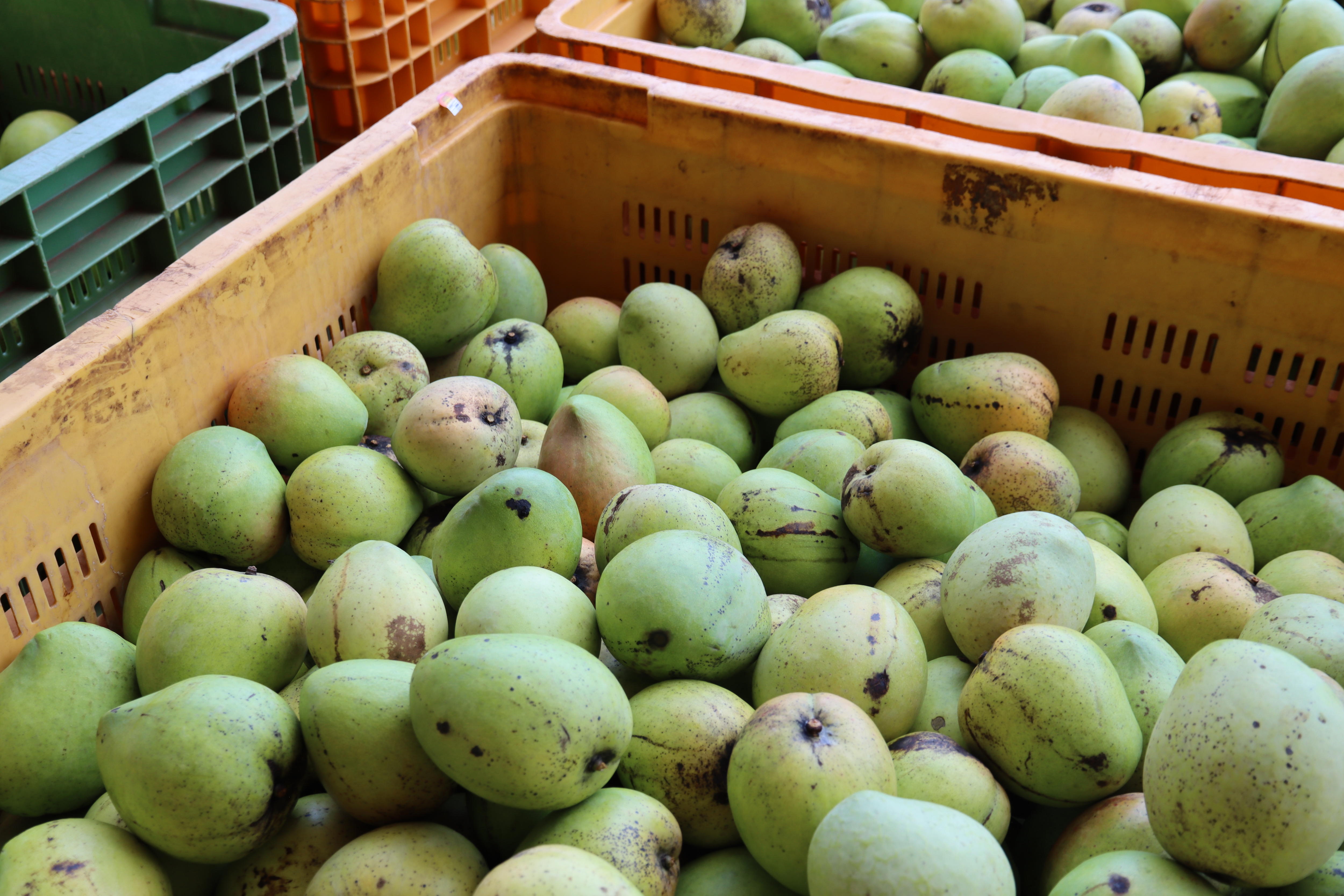 Successful mango season predicted for NT growers, but lingering