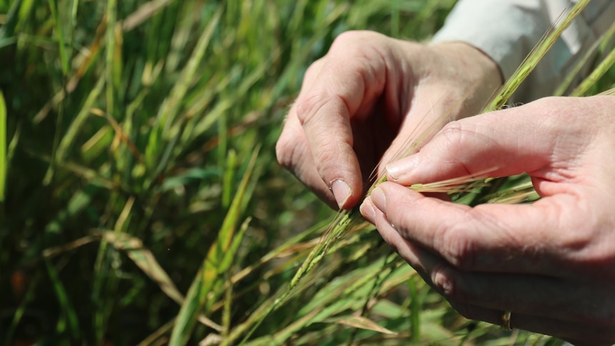 A man's hands hold seeds attached to green plants. 