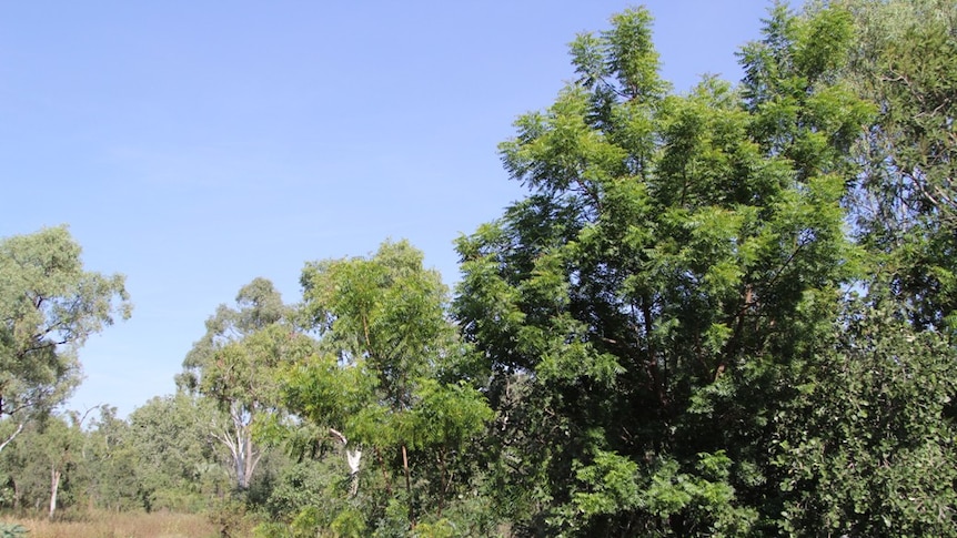 a large neem tree