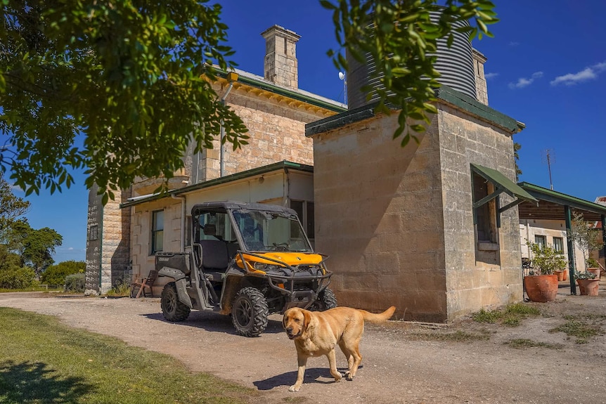 A golden labrador walks across the gravel road next to a large stone homestead framed by leafy green trees.