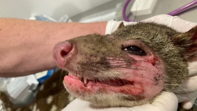 Spotted-tail quoll with mange on face