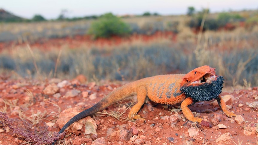 Native Australian bearded dragon