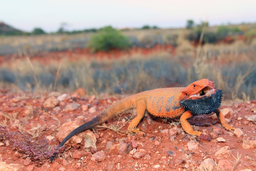 Native Australian bearded dragon